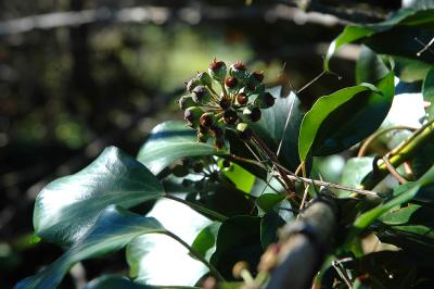 Ivy Flower