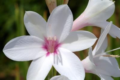 Carlsbad Ranch/The flower fields-Garden's flower