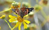 Painted Lady 13