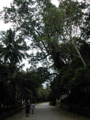 laos0294.jpg