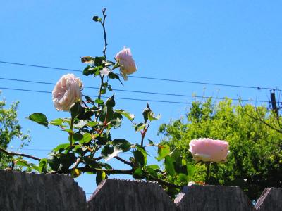 Pale Pink Roses