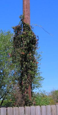 Flowering Vine on Utility Pole