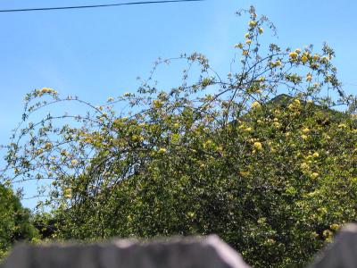 Rosa banksia lutea-plena (Yellow Lady Banks Rose)
