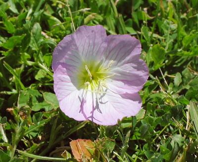 Pink Evening Primrose (Oenothera speciosa)