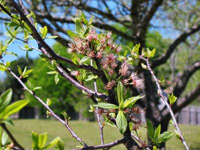 Mexican Plum Blossoms