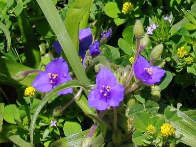 Spiderwort (Tradescantia sp.)