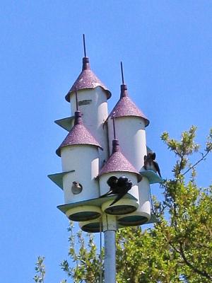 u13/treebz65/medium/41601316.purple_martins1.jpg