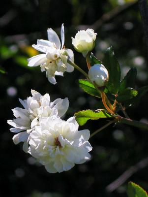 Rosa banksia alba-plena (White Lady Banks Rose)