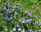 Blue-eyed Grass (Sisyrinchium sp.)