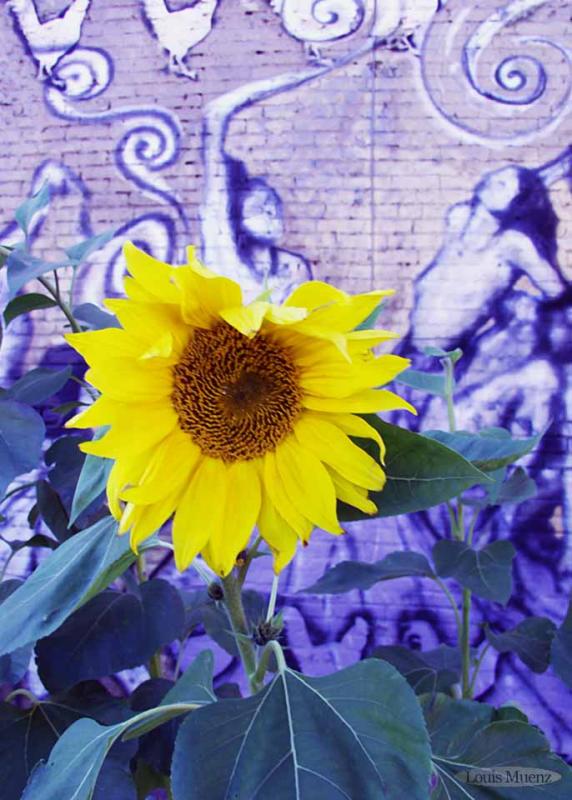 Sunflower @ 42nd street