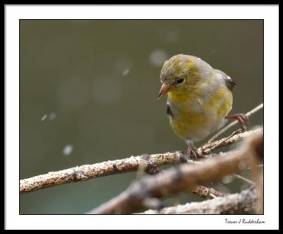 A Goldfinch Weathers the Storm