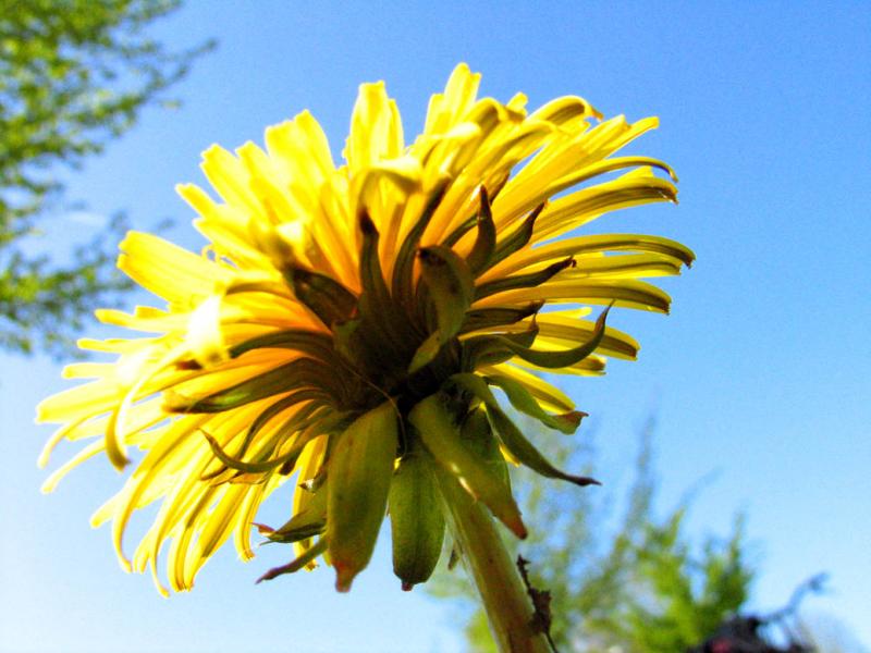 Dandelion