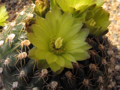 Desert flower