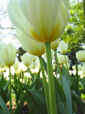 Below a field of tulips
