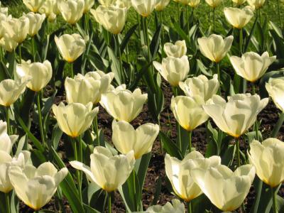 White tulips