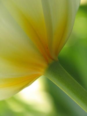 Diagonal tulip