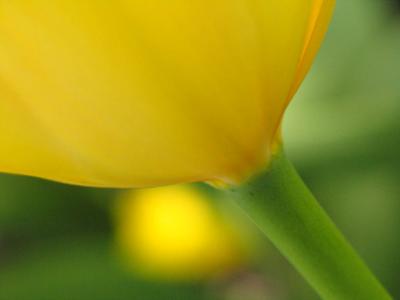 Spring 2005 - Flowers, Plants and a few Critters