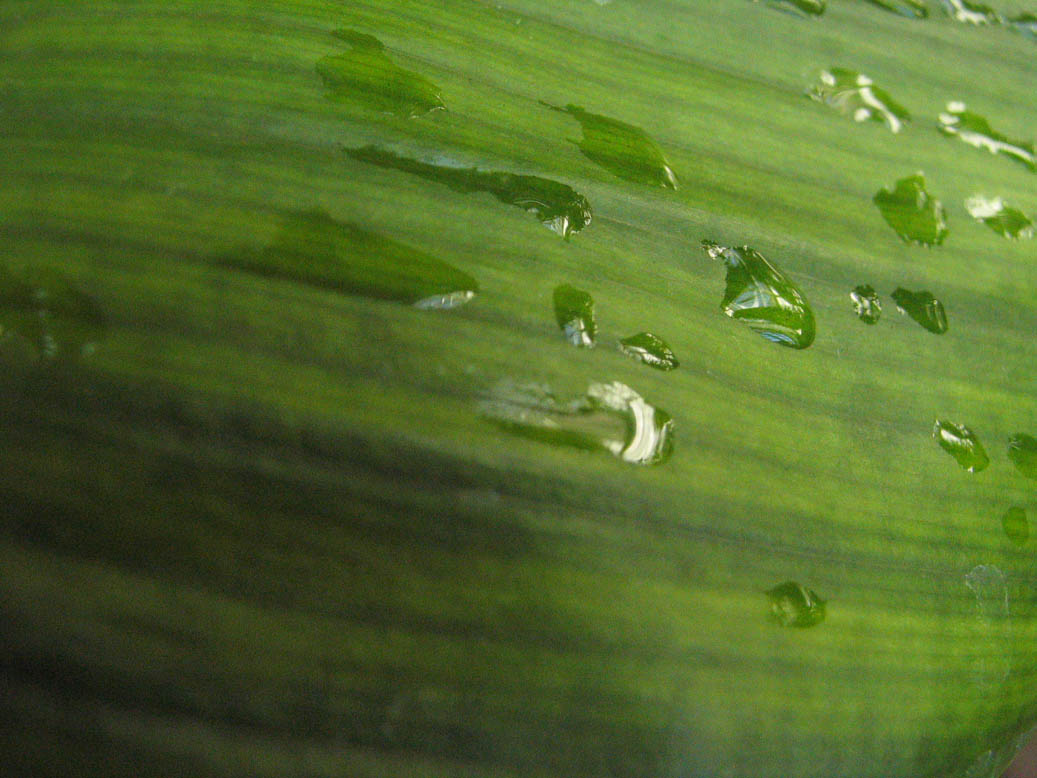 Drops on a field of green