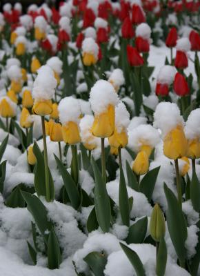 Snow capped tulips