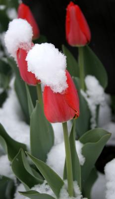 Snow capped tulip