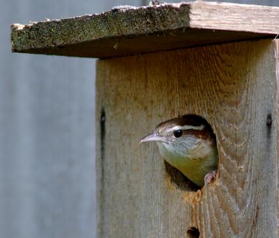 Carolina Wren