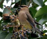 Cedar Waxwings