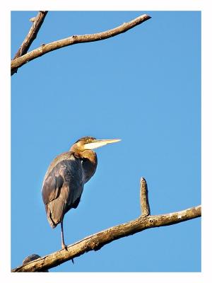 heron.jpg