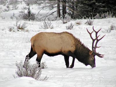 Winter feeding Elk III