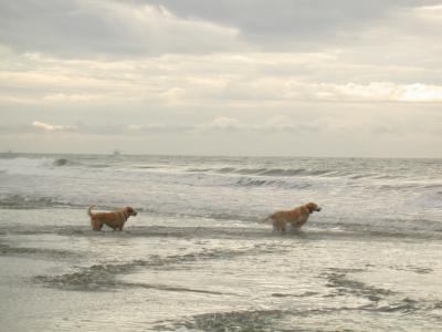 beach308.JPG