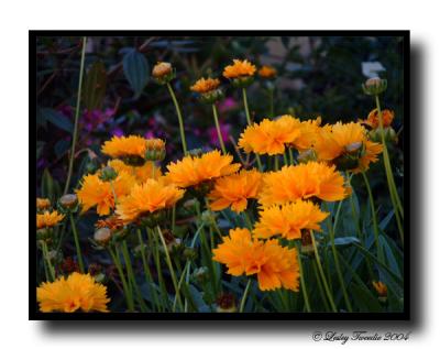 fields-of-yellow.jpg