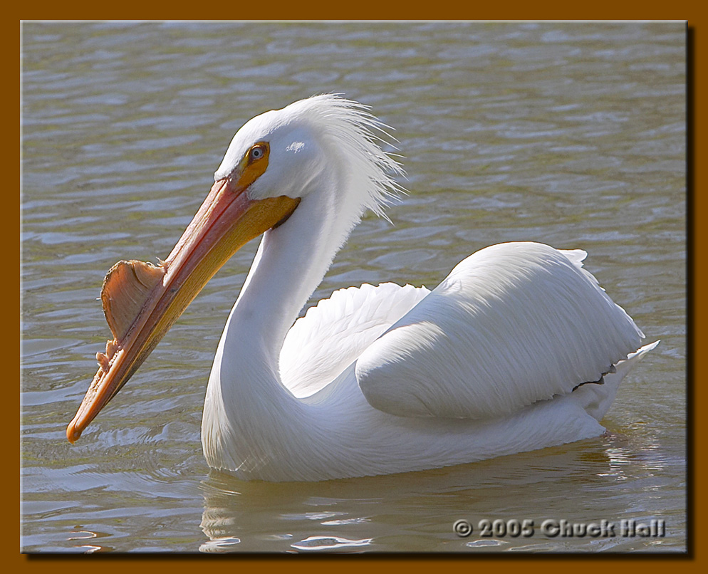 Its A Peliswan