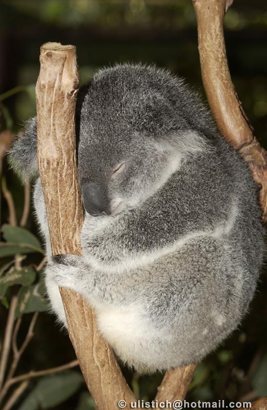 Sleeping Koala.jpg