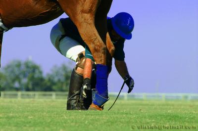 Polo Pictures