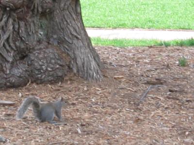 National Champ Squirrel