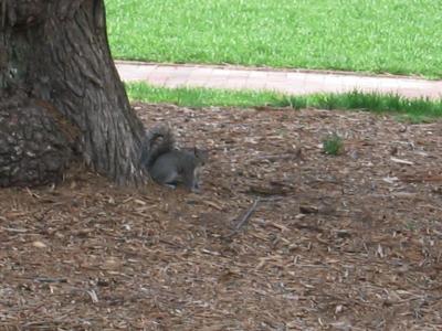 squirrely