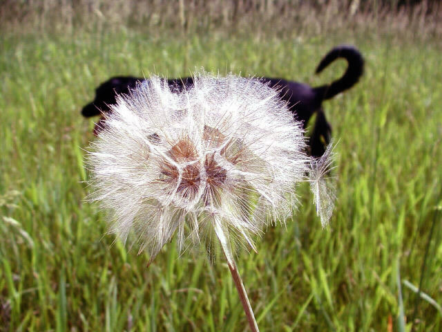 At the dog park; Kathy S.