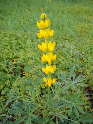 Tremocilha // Yellow Lupin (Lupinus luteus)