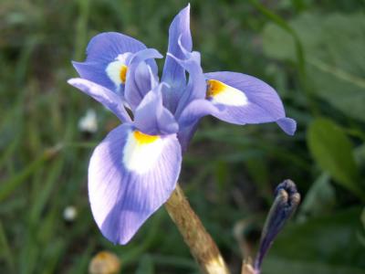 P-de-burro (Gynandriris sisyrinchium)