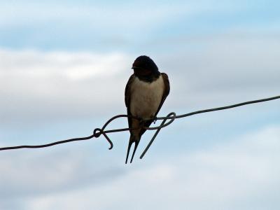 Andorinha-das-chaminés // Barn Swallow (Hirundo rustica subsp. rustica)