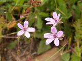 Maria-fia ou Erva-garfo (Erodium malacoides)