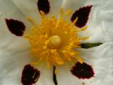 Esteva // Gum Rockrose (Cistus ladanifer subsp. ladanifer)