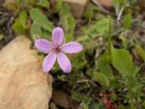 Maria-fia ou Erva-garfo (Erodium malacoides)