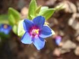 Morrio-azul // Blue Pimpernel (Anagallis arvensis ssp. foemina)