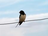 Andorinha-das-chaminés // Barn Swallow (Hirundo rustica subsp. rustica)