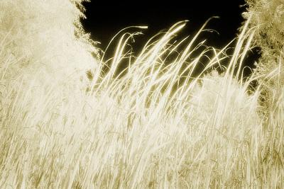 Grass2.jpg