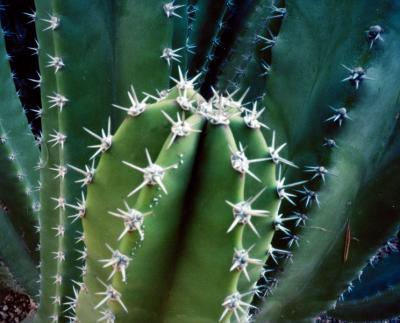 cactus-9.jpg