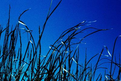 grass.jpg