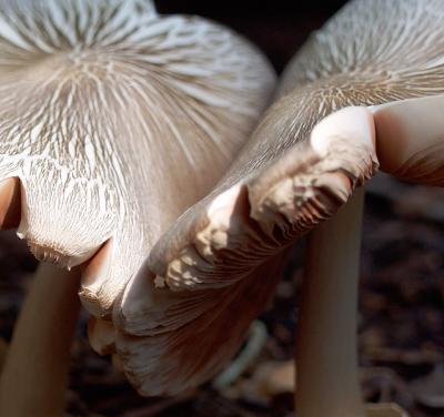 mushroom1.jpg