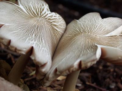 mushroom3.jpg