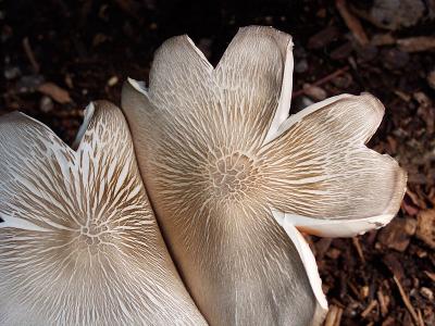 mushroom7.jpg